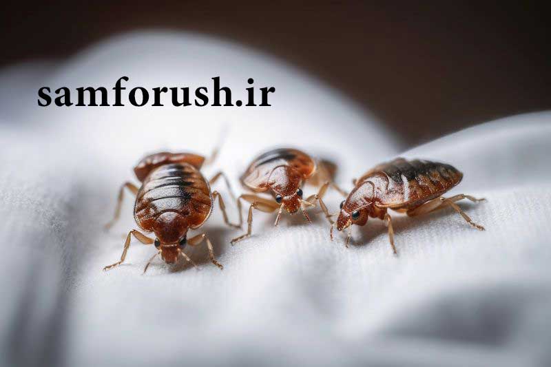 تشخیص ساس در مراحل اولیه: چه نشانههایی را باید جدی بگیریم؟ - سم فروش